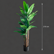 Τεχνητή Μπανανόφυτο, 210 cm, 31 φύλλα, Πράσινο, με Γλάστρα